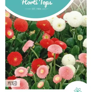 Bellis Perennis, Knoopjesmadelief Pomponette gemengd