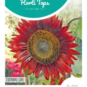 Helianthus, Zonnebloem Evening Sun/Avondzon
