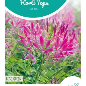 Cleome, Kattensnor Rose Queen