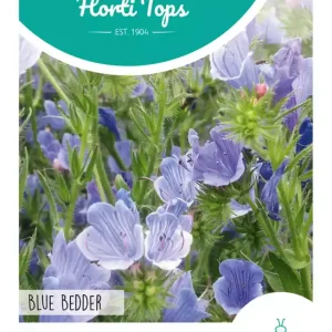 Echium, Slangenkruid Blue Bedder