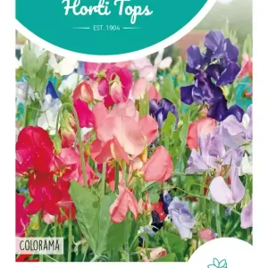 Lathyrus, Reuk- of Siererwt Colorama gemengd