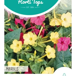 Mirabilis, Nachtschone gemengd