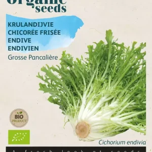 Krulandijvie Grosse Pancali??re