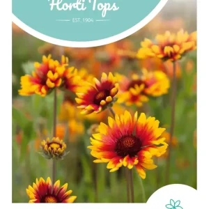 Gaillardia, Kokardebloem