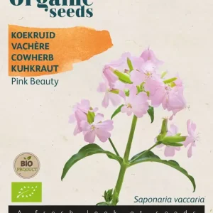 Saponaria, Koekruid Pink Beauty