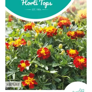 Tagetes, lage Afrikaan Petite Harmony