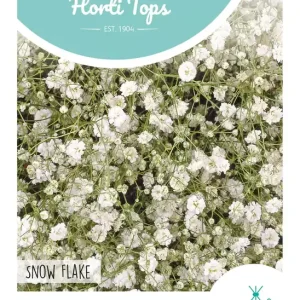 Gypsophila, Gipskruid Snow Flake dubbelbloemig wit