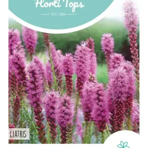 Liatris, Lampenpoetser purperrose
