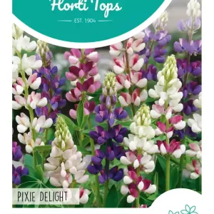 Lupinus, Lupine Pixie Delight