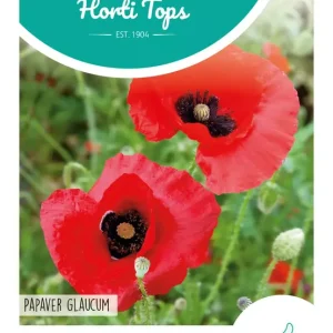 Papaver, Tulppapaver