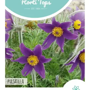 Pulsatilla, Wildemanskruid