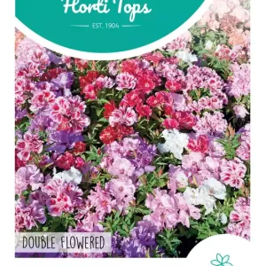 Godetia, Zomerazalea dubbelbloemig gemengd