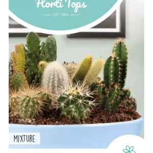 Cactus All-Round Mengsel