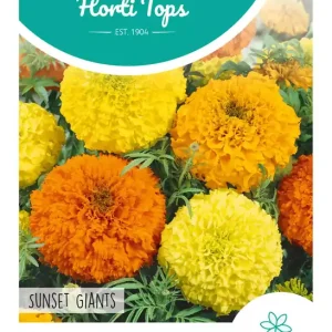 Tagetes, hoge Afrikaan Sunset Giants gemengd
