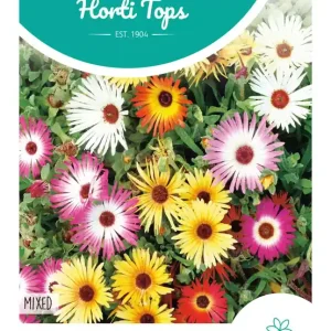 Dorotheanthus, IJs- of Middagbloem gemengd