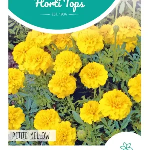 Tagetes, lage Afrikaan Petite Yellow