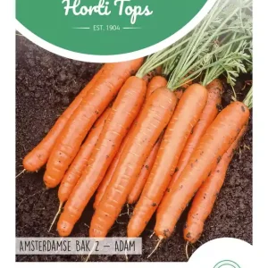 Wortel Amsterdamse Bak 2 - Adam