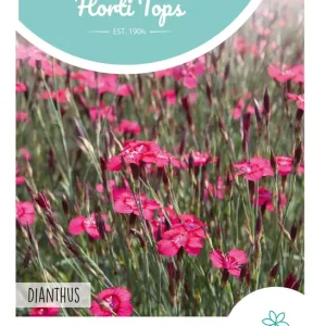 Dianthus, Steenanjer Karmijnrose