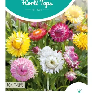 Helichrysum, lage Strobloem Tom Thumb