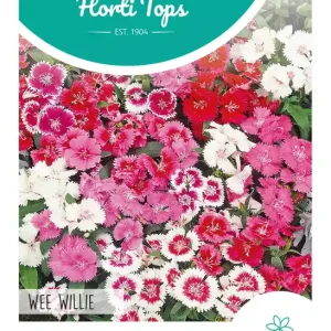 Dianthus, Duizendschoon Wee Willie gemengd