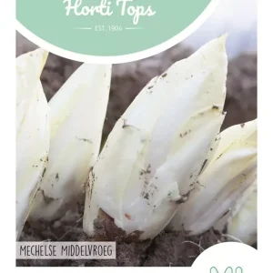 Witlof Brusselse, Mechelse Middenvroeg