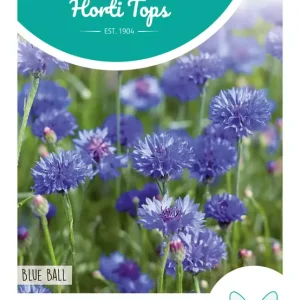 Centaurea, Korenbloem Blue Ball
