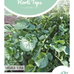 Tuinkers overblijvend, Barbarakruid