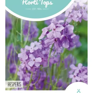 Hesperis, Damastbloem Violet