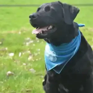 Coolpets cooling bandana hond