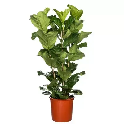 Kamerplant Ficus Lyrata 3 toef 'Tabaksplant