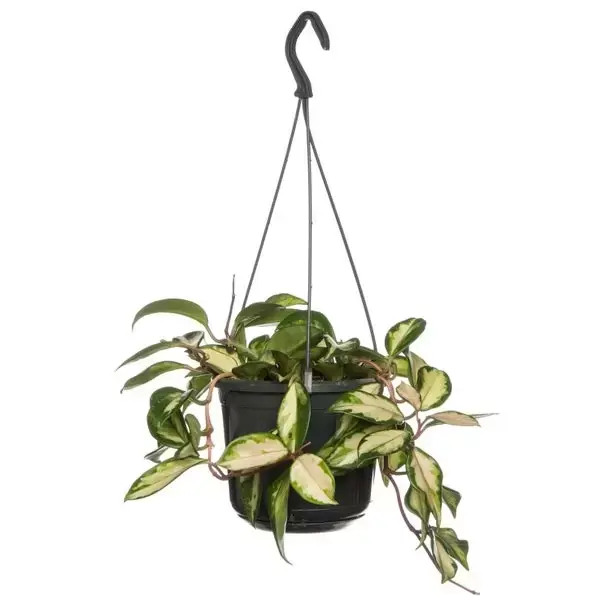 Kamerplant Hoya carnosa ''tricolor''