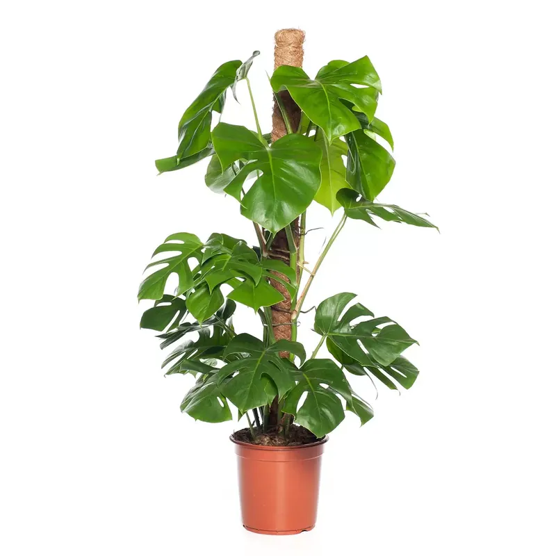 Kamerplant Monstera met mosstok ''Gatenplant''
