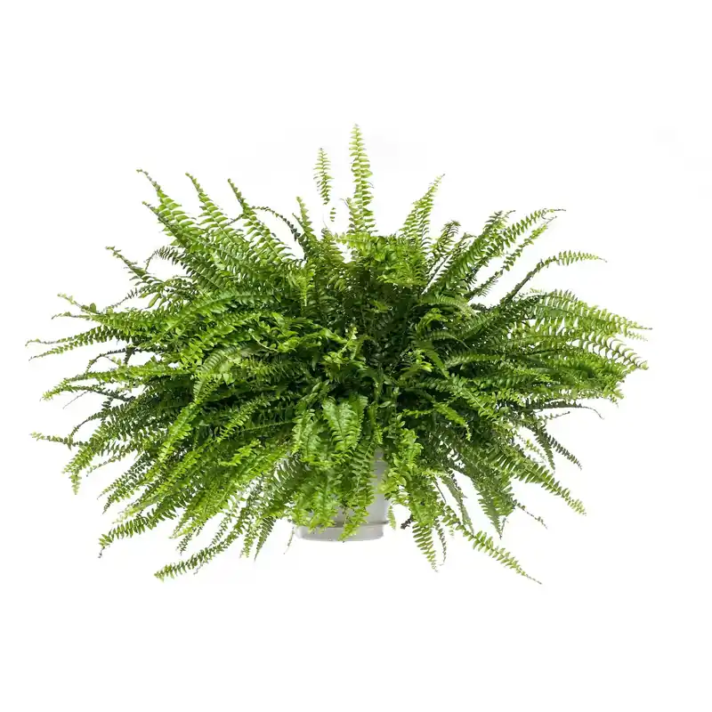 Kamerplant Nephrolepis ''Krulvaren''