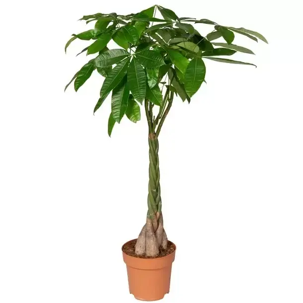 Kamerplant Pachira "Geldboom"