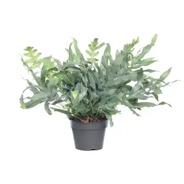 Kamerplant Phlebodium Aureum Blue Star "Blauw varen"