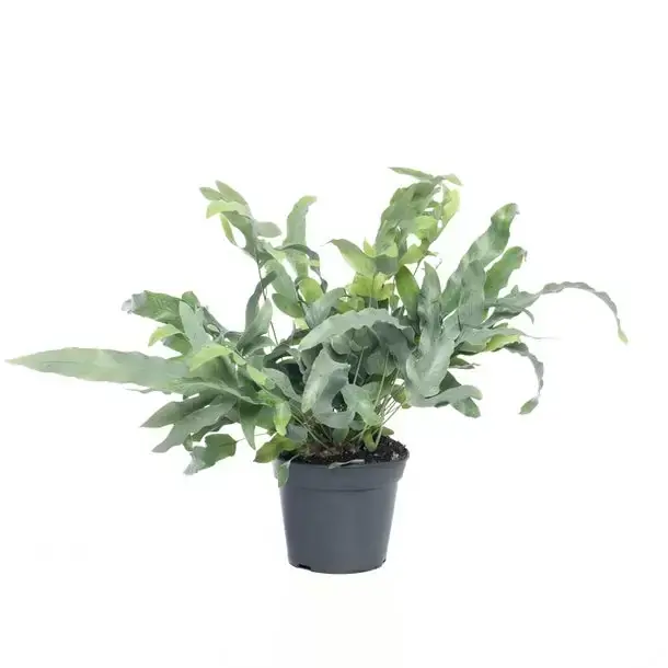 Kamerplant Phlebodium Aureum Blue Star "Blauw Varen"