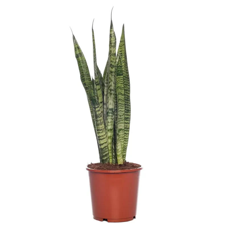 Kamerplant Sansevieria Zeylanica ''Vrouwentong''