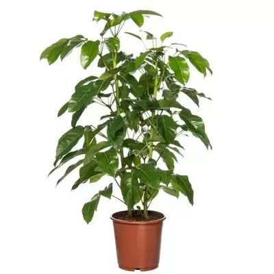 Kamerplant Schefflera Amate