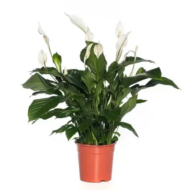 Kamerplant Spathiphyllum "Lepelplant"