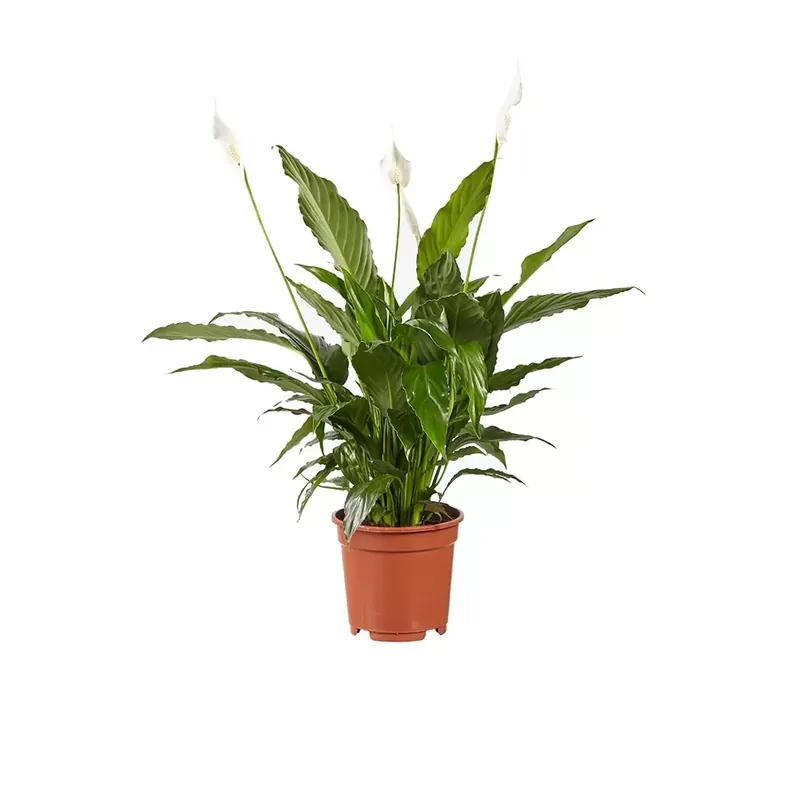 Kamerplant Spathiphyllum Vivaldi "Lepelplant"