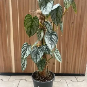 Kamerplant Special Toptuincentrum