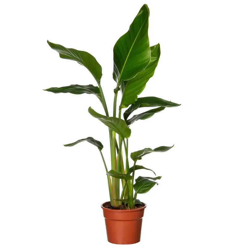 Kamerplant Strelitzia Nicolai "Paradijsvogelplant"