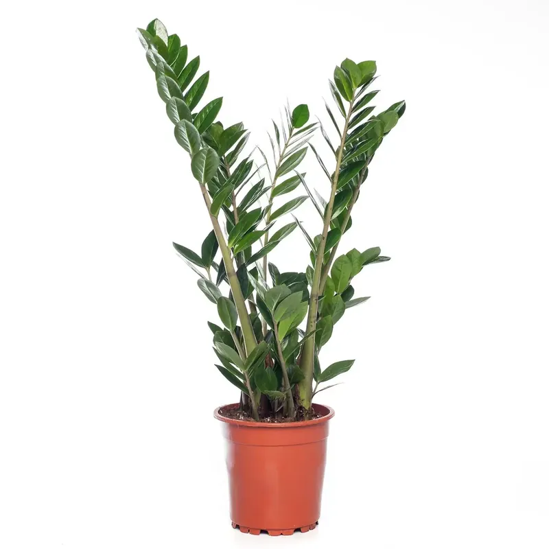 Kamerplant Zamioculcas Zamiifolia M ''Zamio'' potmaat 15cm